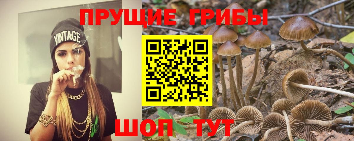 Галлюциногенные грибы Psilocybe Чехов
